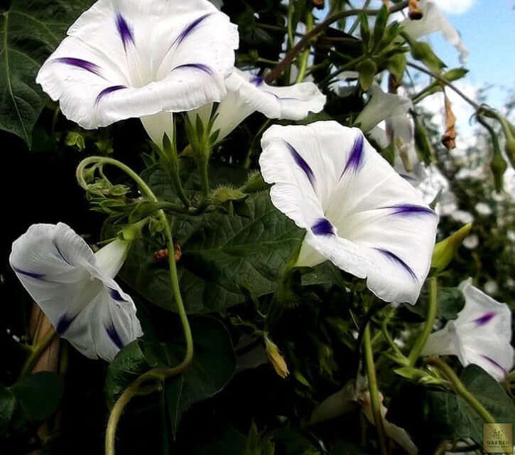 Plant Seeds Shop | Buy White Morning Glory Seeds - Flower Seeds
