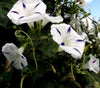 Indlæs billede i gallerifremviser, Plant Seeds Shop | Buy White Morning Glory Seeds - Flower Seeds