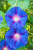 Plant Seeds Shop | Buy Blue Ipomea Bindweed Seeds - Flower Seeds