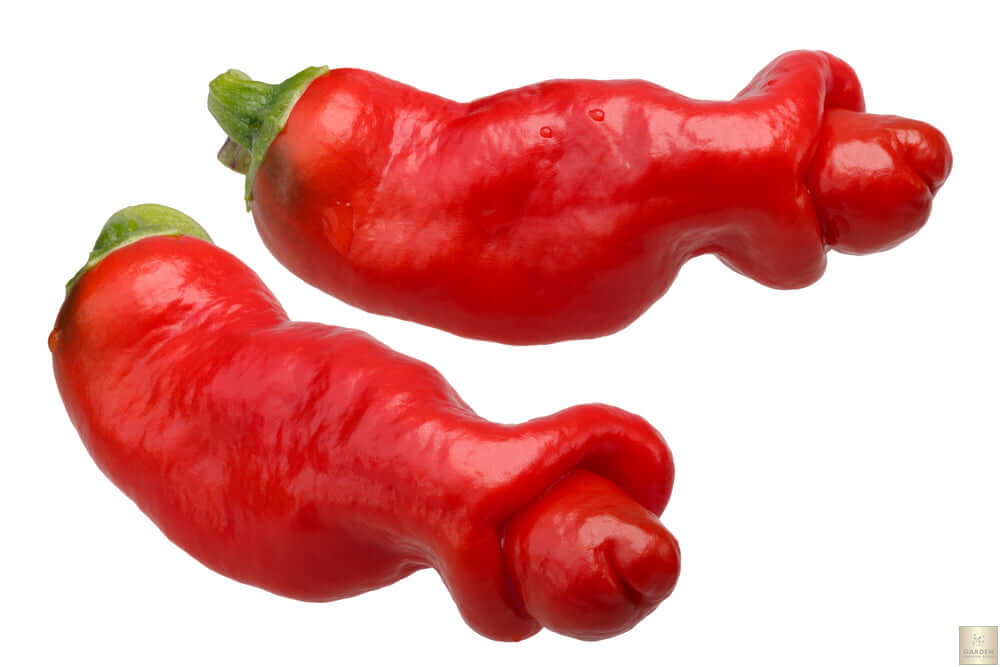 Chili Hot Peter Pepper Seeds - Grow spicy and uniquely-shaped peppers in your garden