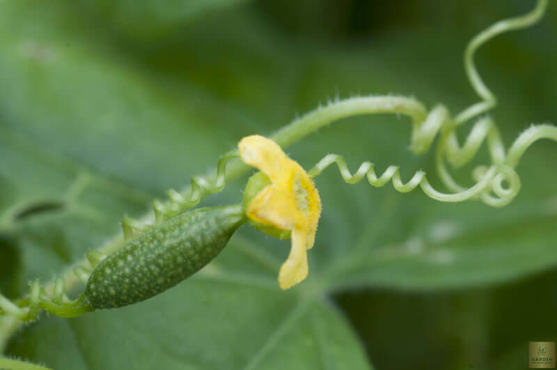 Discover the Best Cucamelons Sour Gherkin Seeds - Add a Unique Twist to Your Garden and Recipes 