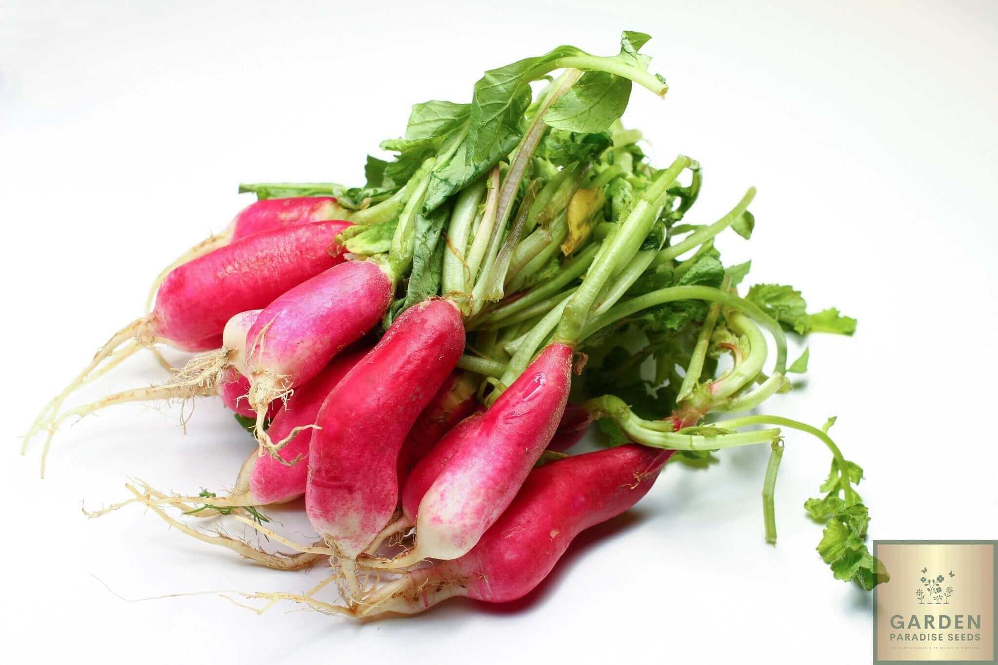 French Breakfast Radish Seeds - Grow crisp and vibrant radishes in your garden