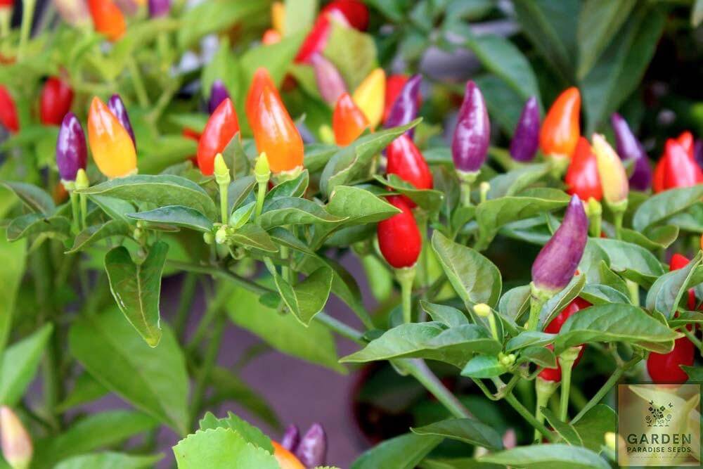 Buy Rainbow Chili Seeds - Grow Your Own Palette of Colorful Capsicums