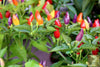 Load image into Gallery viewer, Buy Rainbow Chili Seeds - Grow Your Own Palette of Colorful Capsicums