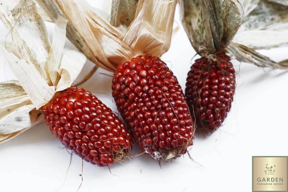 Buy Red Strawberry Corn Seeds Online | Grow Your Own Eye-Catching and Delicious Corn 
