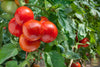 Garden-to-Table Freshness: Purchase Tomato Seeds for Wholesome Meals