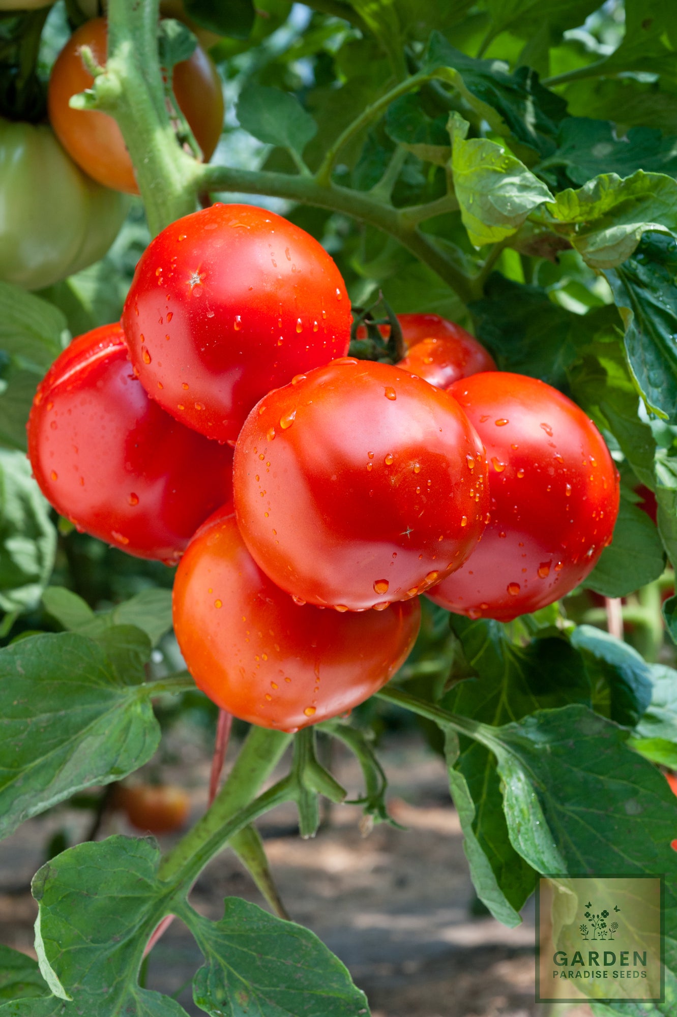 Elevate Your Garden: Get Tomato Seeds for Juicy and Nutritious Tomatoes