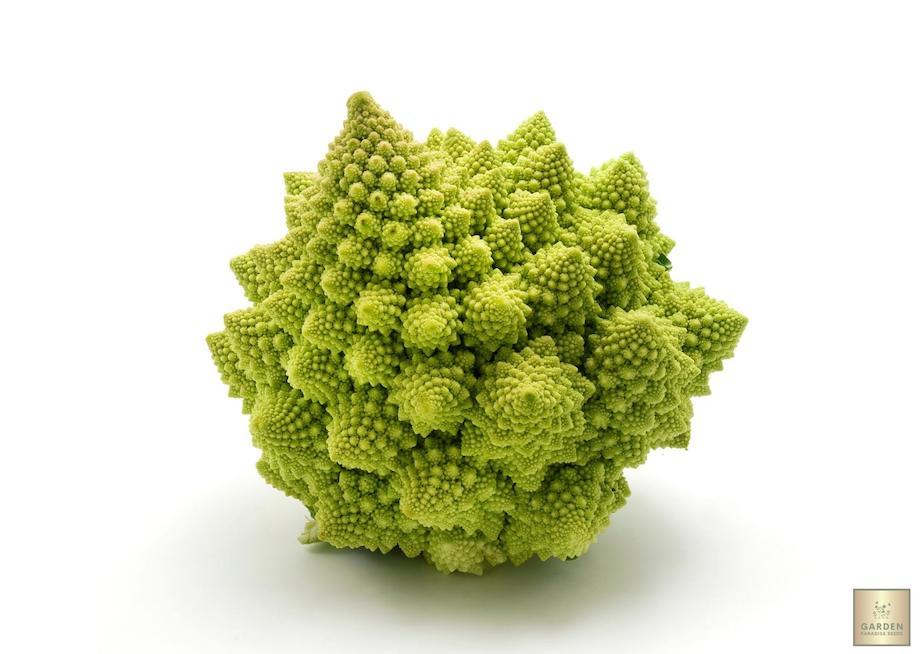 A Delight for the Senses: Get Romanesco Cauliflower Seeds for Visual and Flavorful Feasts