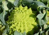 Purchase Romanesco Cauliflower Seeds for Gastronomic Delights