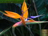 Explore a Variety of Bird of Paradise Seeds | Grow Your Own Stunning Strelitzia Nicolai