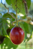 Start Your Garden with Tamarillo Seeds | Cultivate Exotic Tree Tomato Fruit Plants 