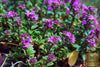 Seeds Shop | Buy Thyme Purple Creeping Seeds | Thymus Serpyllum