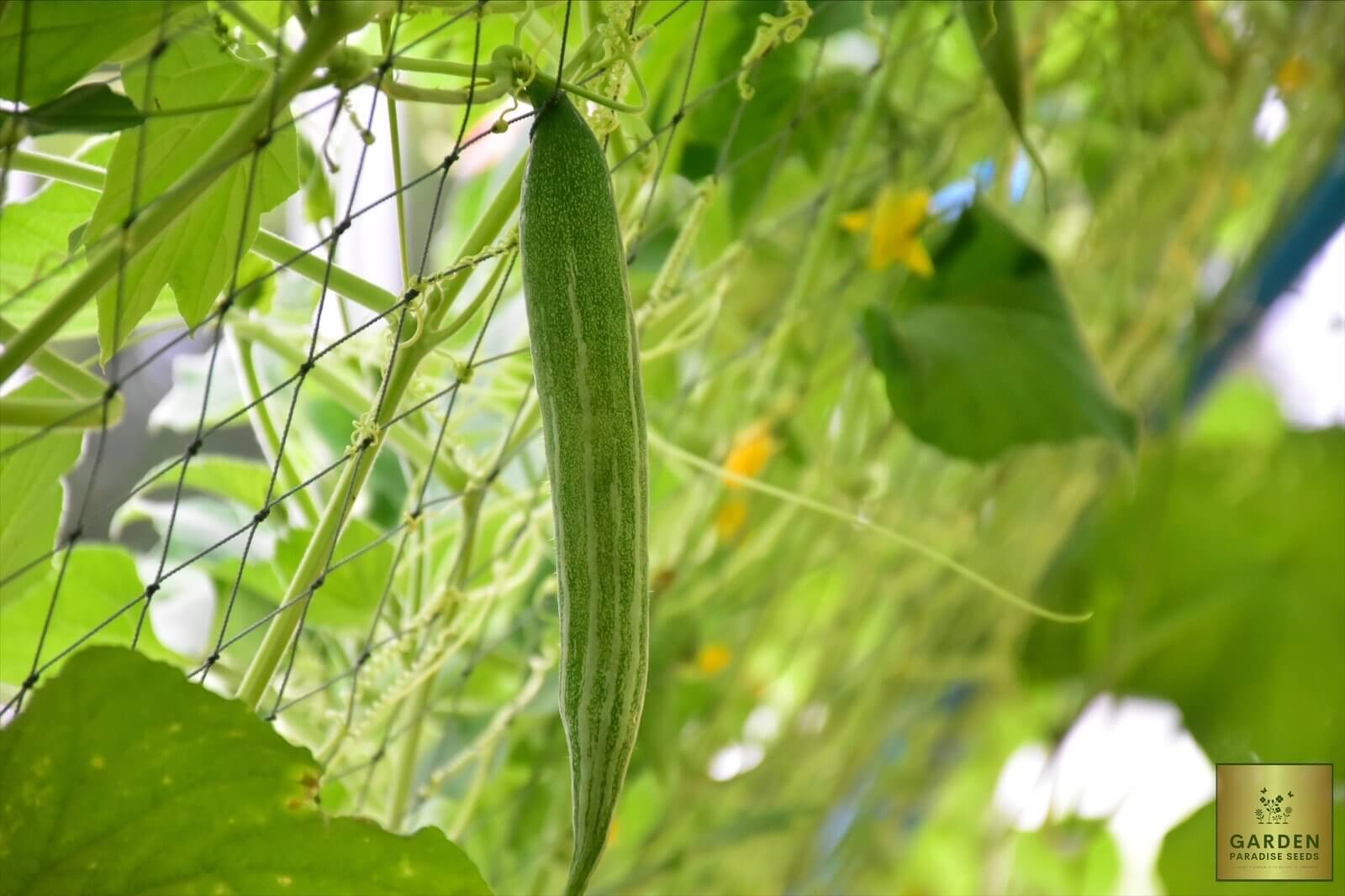 Elevate Your Garden Aesthetics: Get Snake Gourd Seeds for Striking Appeal