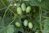 تحميل الصورة في عارض المعرض ، Shop for Mini Mexican Cucumber Seeds - Cucamelons Sour Gherkin - Delightful Snack or Pickle Ingredient 
