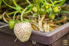 Seeds Shop | Buy White Strawberry Seeds | Plant & Growing Guide