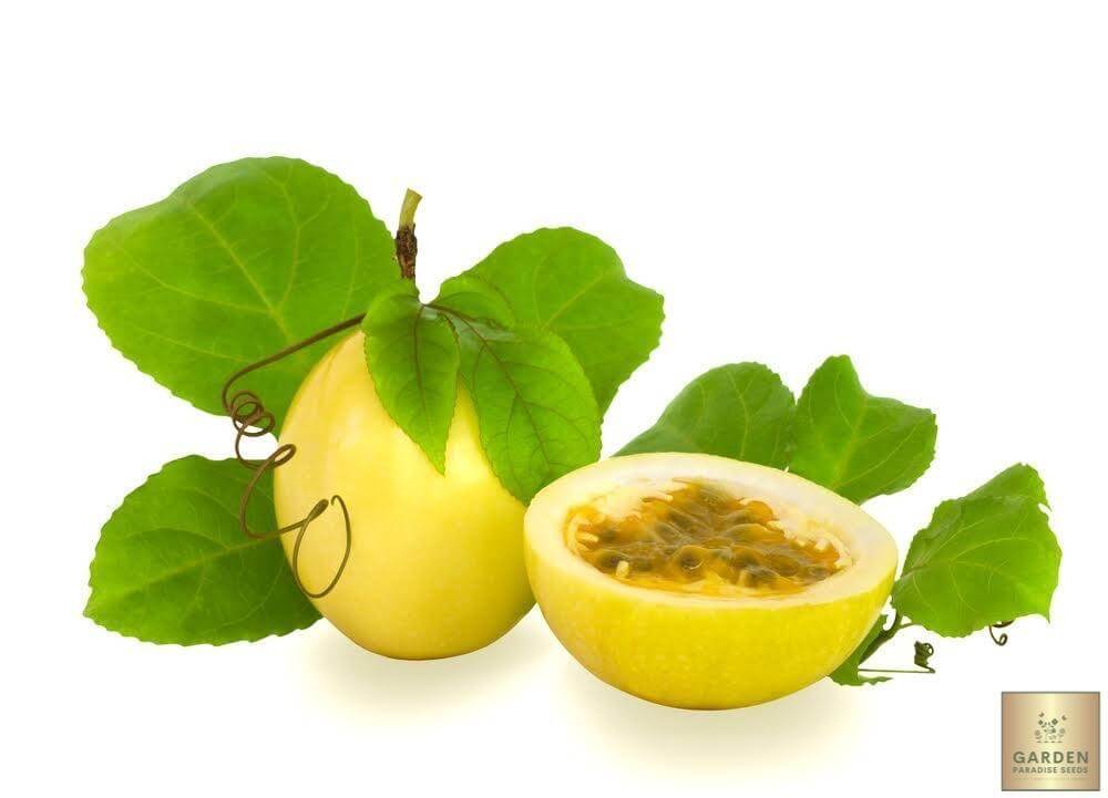 Shop for Yellow Passion Fruit Seeds - Passiflora Yulia Sims - Add a Touch of Sunshine to Your Garden 