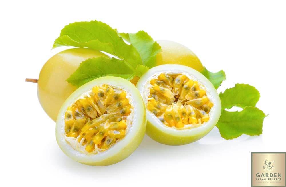 Start Your Garden with Passiflora Yulia Sims Yellow Passion Fruit Seeds - Taste the Sweetness of the Tropics