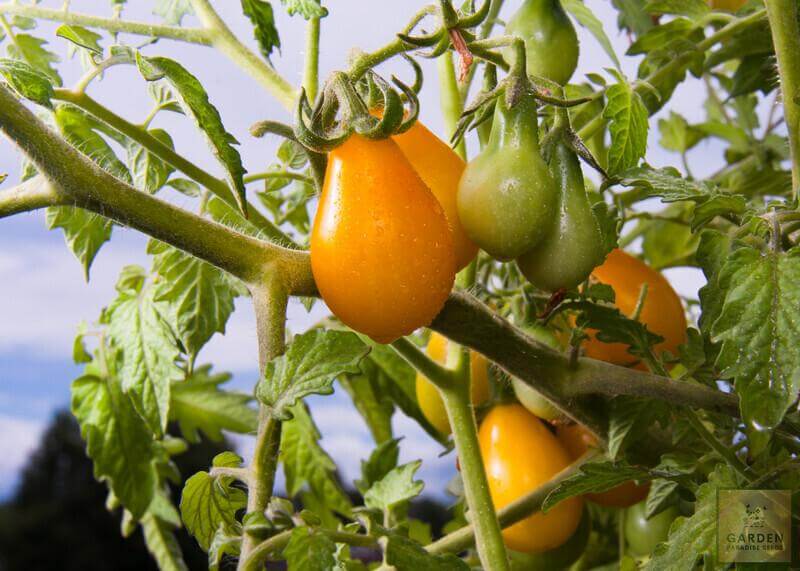 A Touch of Sunshine: Purchase Yellow Pear Tomato Seeds for Vibrant Gardens