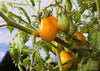 Lataa kuva gallerian katseluohjelmaan, A Touch of Sunshine: Purchase Yellow Pear Tomato Seeds for Vibrant Gardens